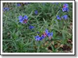Hol vrch (u Encovan)_56.jpg