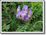 kozinec-dansky_01.jpg