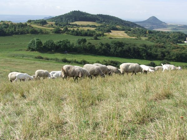 Pastva ovc na ov (Foto: . Friov)
