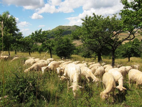 Pastva v teovce pod Oblkem (Foto: J. Mareov)
