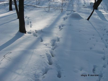 Moje vrky - foto