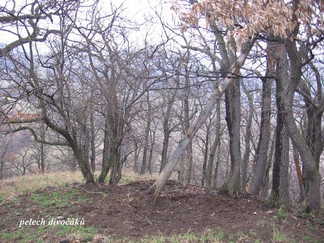 Moje vrky - foto