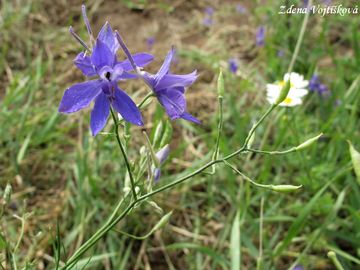 Fotogalerie: Ostro�ka stra�ka