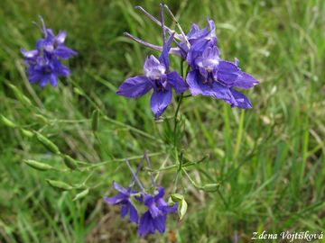 Ostro�ka stra�ka