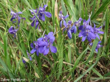 Ostro�ka stra�ka