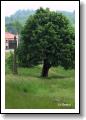 panska-skala-varhany_26.jpg