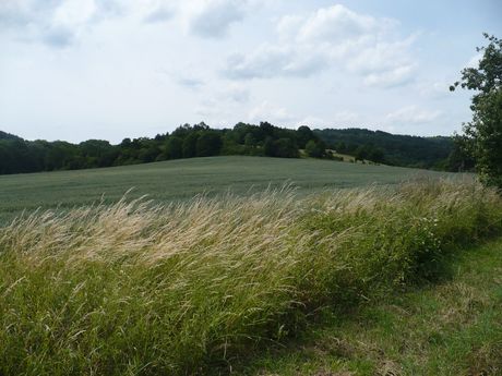 Linhorka