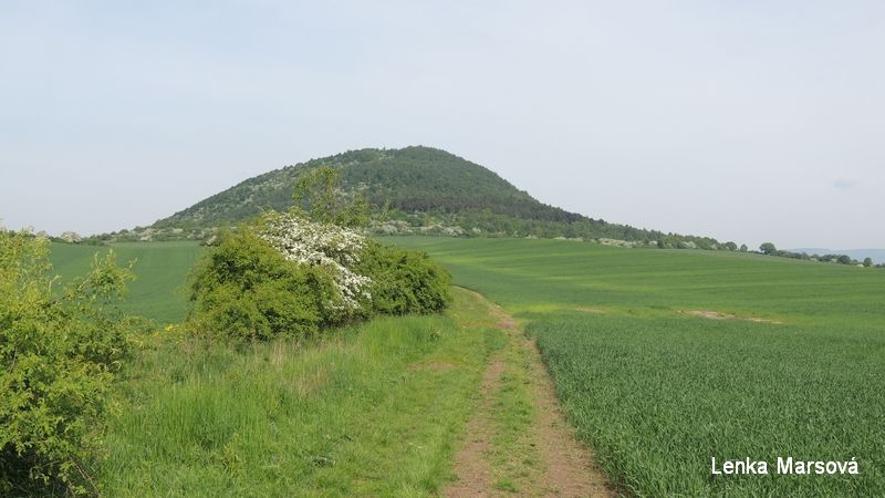 Zlatnk_06
