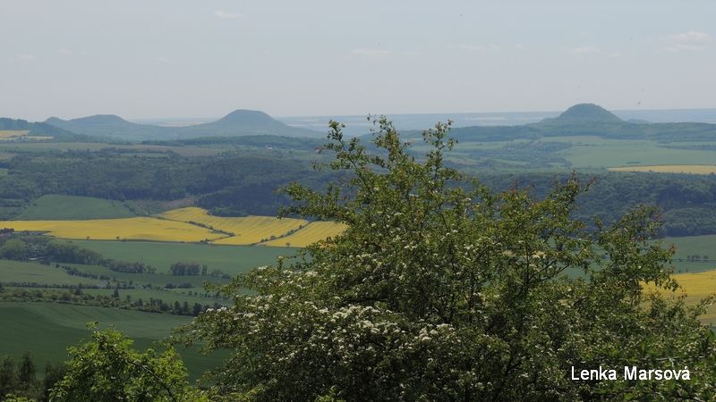 Zlatnk_14