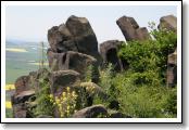 roznetinska-kveta-ceske-stredohori_03.jpg