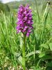 Ukzka z knihy Orchideje eskho stedoho