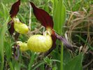 Ukzka z knihy Orchideje eskho stedoho