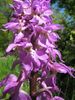 Ukzka z knihy Orchideje eskho stedoho