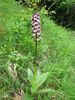 Ukzka z knihy Orchideje eskho stedoho