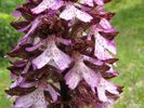 Ukzka z knihy Orchideje eskho stedoho