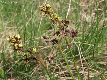 Fotogalerie: Bika ladn - Luzula campestris (L.) DC.