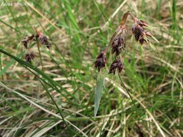 Bika ladn - Luzula campestris (L.) DC.