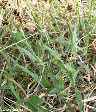 Bika ladn - Luzula campestris (L.) DC.
