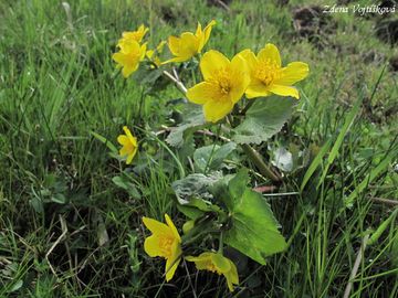Fotogalerie: Blatouch bahenn - Caltha palustris L.