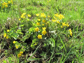 Blatouch bahenn - Caltha palustris L.
