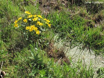 Blatouch bahenn - Caltha palustris L.