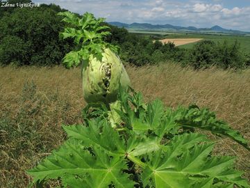 Fotogalerie: Bolevnk velkolep - Heracleum mantegazzianum Sommier et Levier