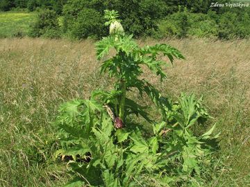 Bolevnk velkolep - Heracleum mantegazzianum Sommier et Levier