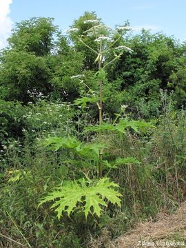 Bolevnk velkolep - Heracleum mantegazzianum Sommier et Levier
