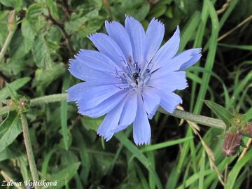 Fotogalerie: ekanka obecn - Cichorium intybus L.