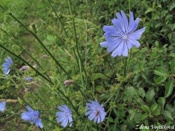 ekanka obecn - Cichorium intybus L.