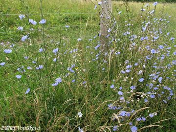 ekanka obecn - Cichorium intybus L.