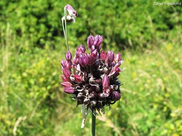 Fotogalerie: esnek oeec - Allium scorodoprasum L.