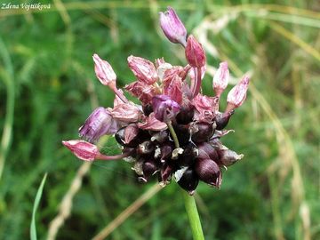 esnek oeec - Allium scorodoprasum L.