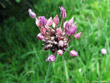 esnek oeec - Allium scorodoprasum L.
