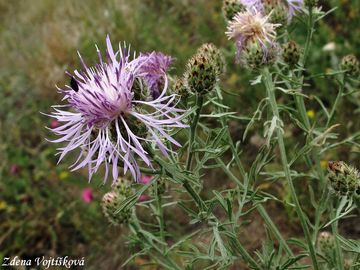 Fotogalerie: Chrpa latnat - Centaurea stoebe L.