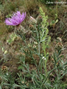 Chrpa latnat - Centaurea stoebe L.