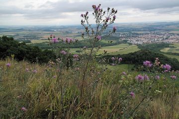 Chrpa latnat - Centaurea stoebe L.