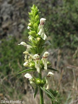 Fotogalerie: istec pm - Stachys recta L.