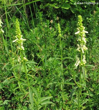 istec pm - Stachys recta L.