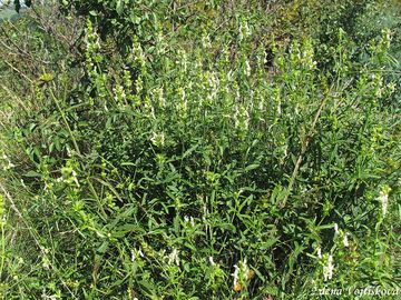 istec pm - Stachys recta L.