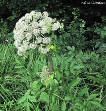 Fotogalerie: Dhel lesn - Angelica sylvestris L.