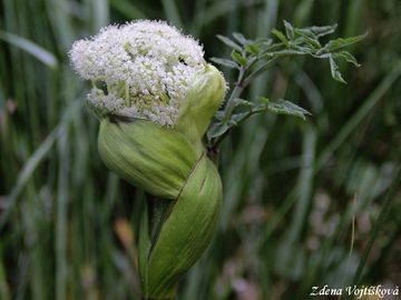 Dhel lesn - Angelica sylvestris L.