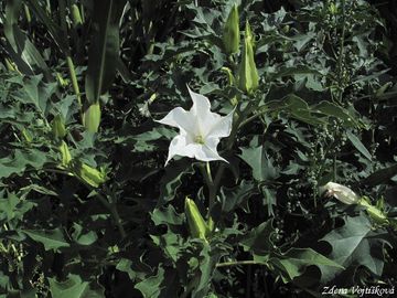 Fotogalerie: Durman obecn - Datura stramonium L.