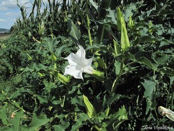 Durman obecn - Datura stramonium L.