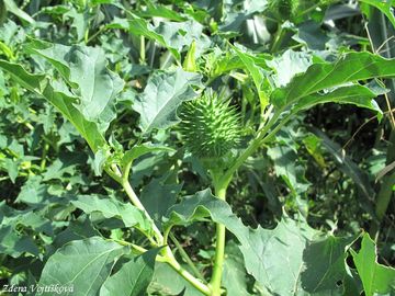 Durman obecn - Datura stramonium L.