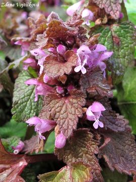 Fotogalerie: Hluchavka nachov� - Lamium purpureum L.