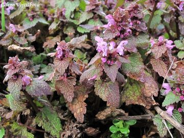 Hluchavka nachov� - Lamium purpureum L.