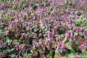 Hluchavka nachov� - Lamium purpureum L.