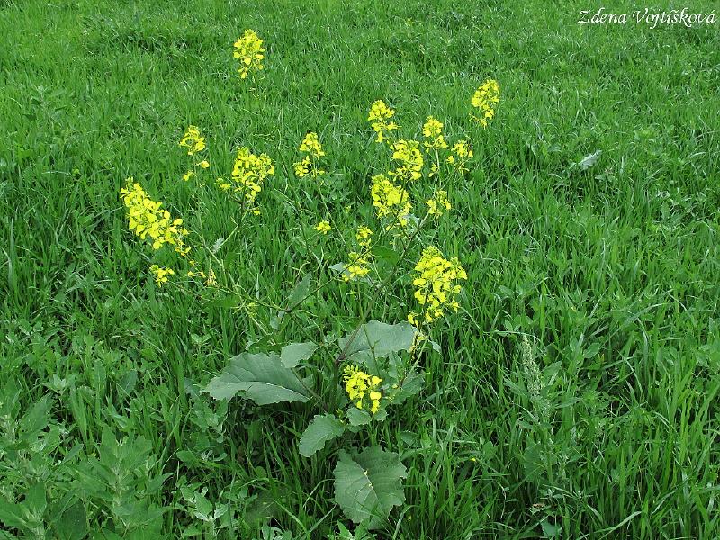 Hoice poln_05