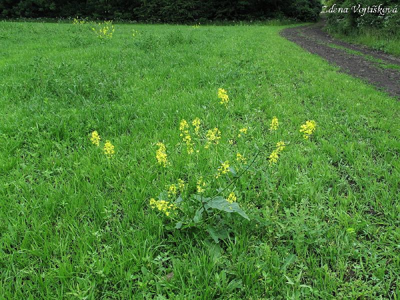 Hoice poln_06